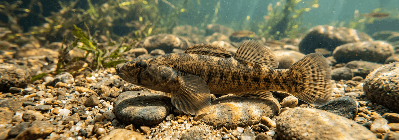 Fantail Darter